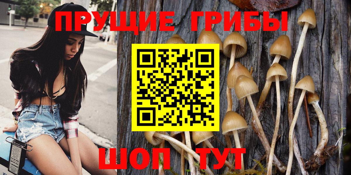как найти   Галлюциногенные грибы GOLDEN TEACHER  Вход с VPN  Гусь-Хрустальный 